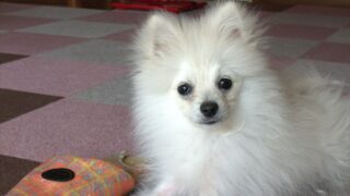 わんチャンネル